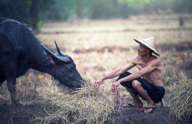 Çiftlikte Asyalı çiftçi ve su bufalosu
