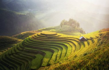 Mu Cang Chai, Yenbai, Vietnam pirinç tarlaları teraslı.