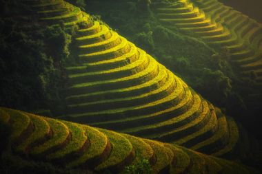 Mu Cang Chai 'deki pirinç tarlaları.