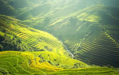 Mu Cang Chai 'deki pirinç tarlaları.