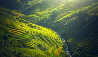 Mu Cang Chai 'deki pirinç tarlaları.