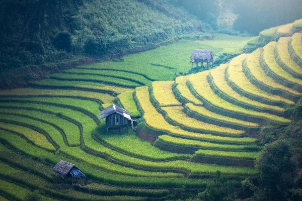 Pól ryżowych Wietnam na tarasowych w deszczowej — Zdjęcie stockowe