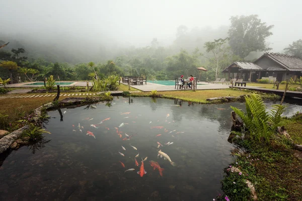 Тропічний садовий басейн вранці — стокове фото