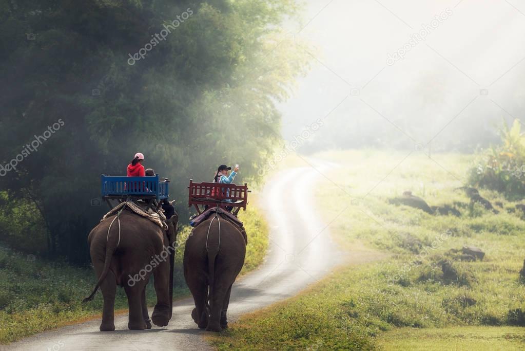 Elephant trekking through jungle 
