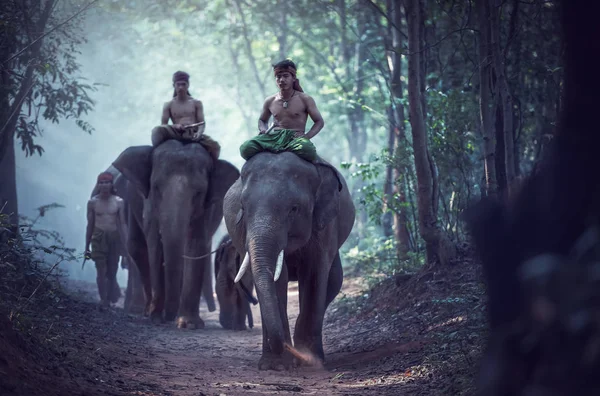 Asijští Sloni Thajsku — Stock fotografie
