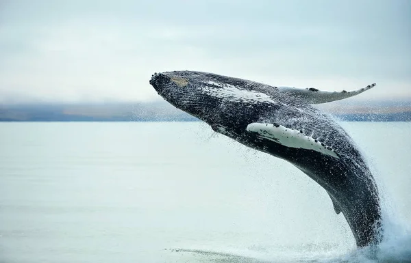 驼背鲸 Megaptera Novaeangliae 在冰岛胡萨未克市附近闯入 — 图库照片