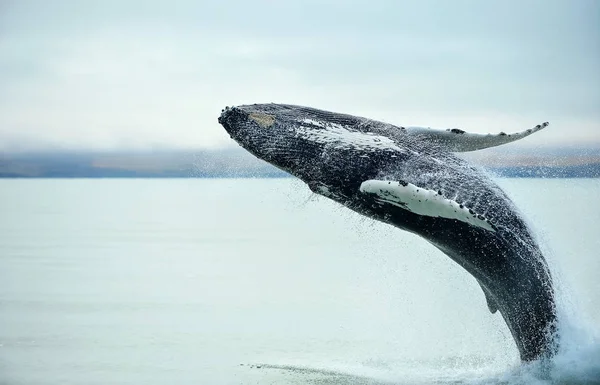 Buckelwal Megaptera Novaeangliae Bricht Der Nähe Der Stadt Husavik Island — Stockfoto