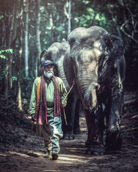 Ταϊλάνδη Άνθρωπος Mahout Και Ελέφαντας Άγρια Κατάσταση Αυτό Είναι Τρόπος — Φωτογραφία Αρχείου