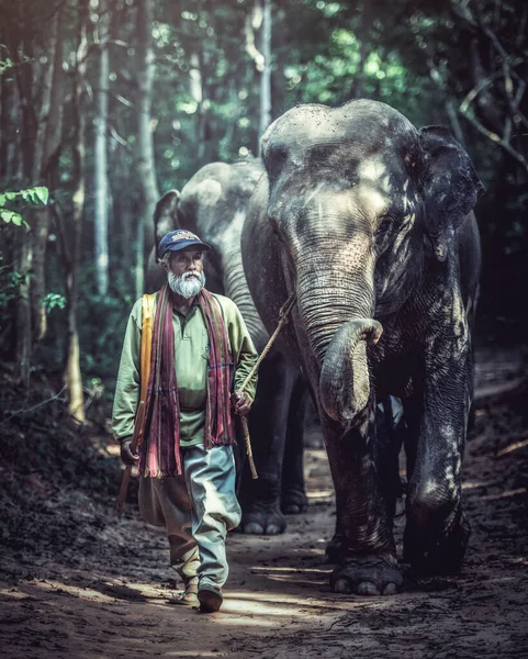 Tayland Tayland Mahout Adamı Fil Tayland Surin Bölgesinde Yaşayan Insanların — Stok fotoğraf