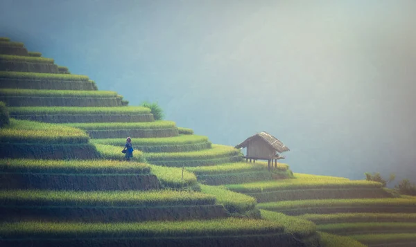 Zelená Rýžová Pole Terasách Muchangchai Vietnam Rýžová Pole Připravují Sklizeň — Stock fotografie