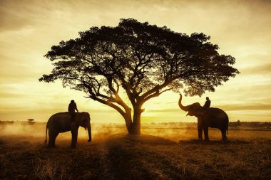 Tayland Kırsal Bölgesi; Günbatımının arka planında siluet fil, Tayland 'da fil..