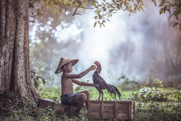 Asiático Meninos Campo Com Galo Lutando Tailândia Fotos De Bancos De Imagens