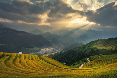 Muchangchai, Vietnam 'daki yeşil pirinç tarlaları Kuzeybatı Vietnam' daki hasadı hazırlıyor. Vietnam manzaraları..