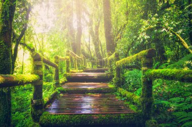 Tropikal yağmur ormanlarında tahta köprü