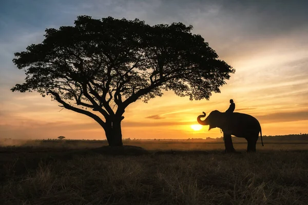 日没後のシルエット象 タイのスリン県の象タイ — ストック写真