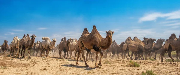 砂漠を歩くラクダのグループ — ストック写真