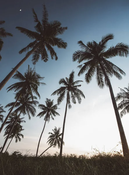 Silhouet Kokosnoot Palmbomen Het Strand Vintage Toon — Stockfoto