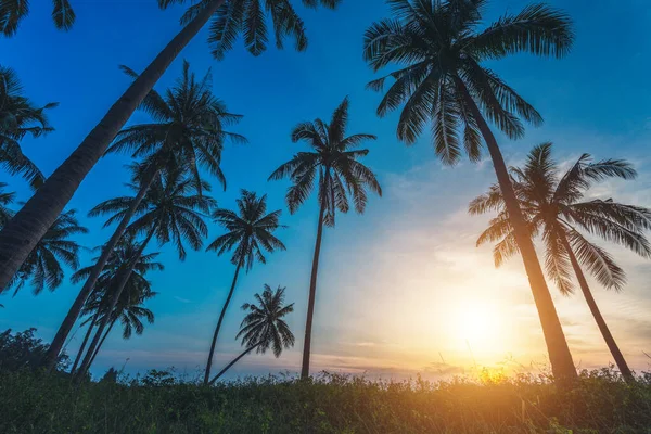 Silueta Palmieri Nucă Cocos Plajă Apus Soare Ton Vintage — Fotografie, imagine de stoc