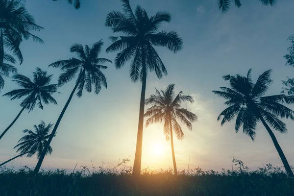 Palme Cocco Silhouette Sulla Spiaggia Tramonto Tono Vintage — Foto Stock