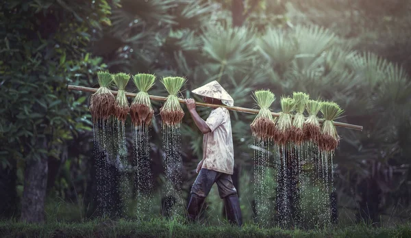 Farmers grow rice in the rainy season. They were soaked with water and mud to be prepared for planting. wait three months to harvest crops.