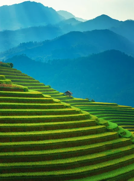 Rice Fields Terraced Cang Chai Yenbai Vietnam Vietnam Landscapes — Stock Photo, Image