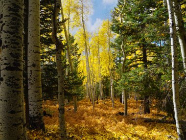 The beauty of a Flagstaff, Arizona forest in autumn with the brilliant yellows of the changing Aspen leaves.