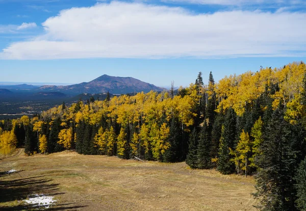 Aspen Stromy Lemující Sjezdovku Arizona Jsou Oblečeny Svých Nejlepších Podzimních — Stock fotografie