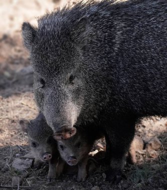 Bir anne javelina yeni doğmuş yavruları için güvenli ve sıcak bir sığınak yapar..