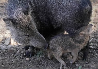 Bir anne javelina nazikçe domuzunu dürterek öğleden sonra yemeğine katılır..
