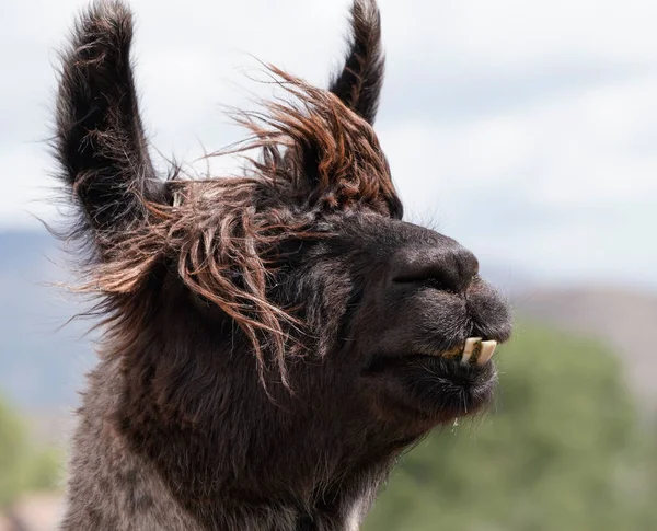 Very Sweet Llama Serious Need Haircut Trip Dentist — Stock Photo, Image