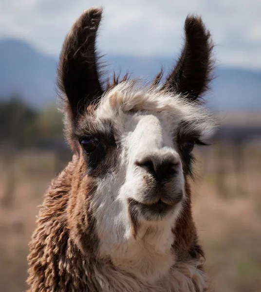 Primer Plano Cara Una Hermosa Llama Hembra Adulta Dos Tonos — Foto de Stock