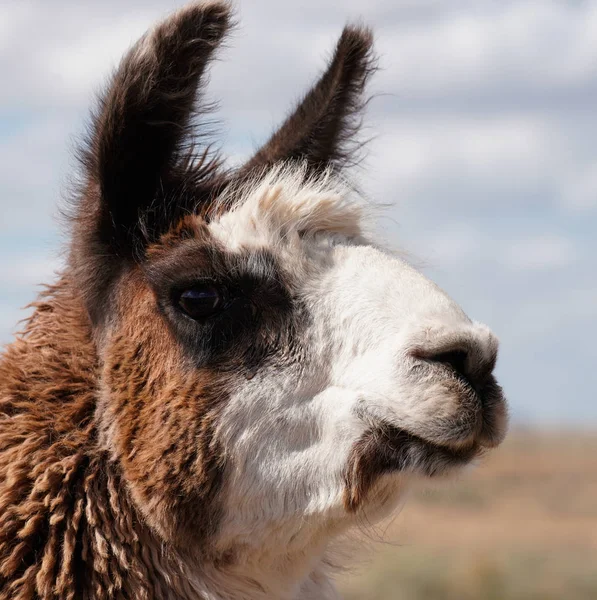 Close Portrait Two Toned Adult Llama Female Her Prime — Stock Fotó