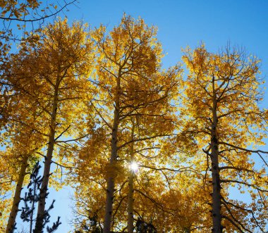 Flagstaff, Arizona 'daki Aspen Ağaçları' nın değişen yapraklarının arasından güneş geç saatlerde yükselir..