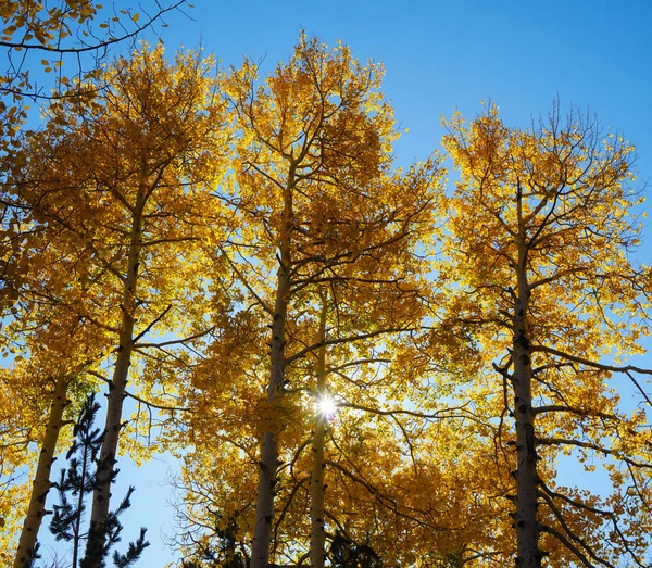 Late afternoon sun streams through the changing leaves of the Aspen Trees in Flagstaff, Arizona.