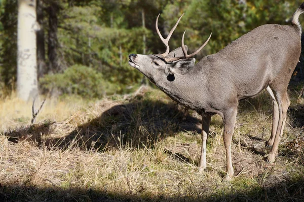 Macho Joven Huele Aire Las Hembras Cercanas Comienzo Temporada Apareamiento —  Fotos de Stock