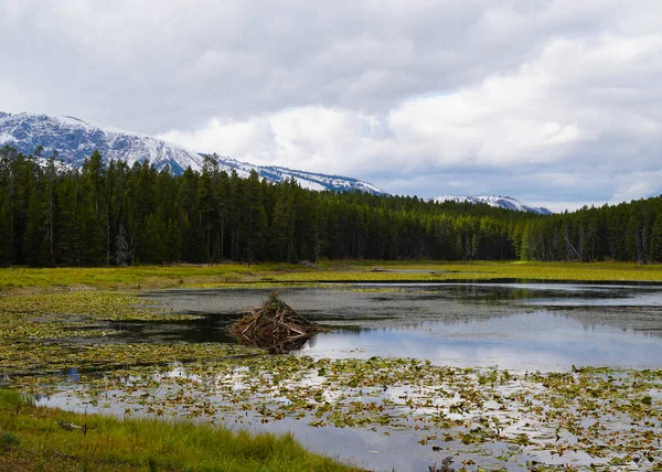 A beaver lodge sits on a small mountain lake in the heart of Grand Tetons National Park.