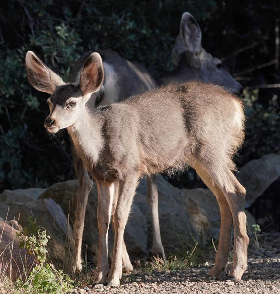 Cervatillo Mule Deer Está Pie Luz Tarde Con Madre Haciendo —  Fotos de Stock