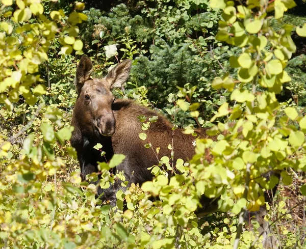 Ternero Alce Descansa Espeso Follaje Del Bosque Hermoso Día Otoño — Foto de Stock