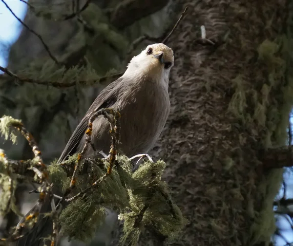 Pequeño Canadá Jay Sienta Una Rama Árbol Que Está Cubierto — Foto de Stock