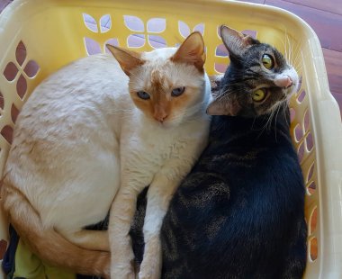 İki sevimli kedi bir çamaşır sepetinde yan yana uzanır ve kameraya bakar..