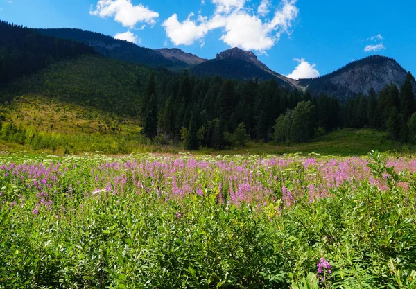Eine Schöne Bergwiese Sommer Gefüllt Mit Rosa Und Weißen Wildblumen — Stockfoto