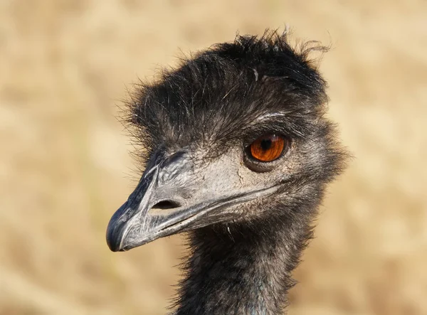 Close Shot Adult Emu Brilliant Iridescent Amber Eyes — Stock Photo, Image