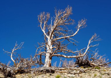 Çorak bir ağaç gururla durur bir dağın tepesinde parlak mavi bir gökyüzüne.