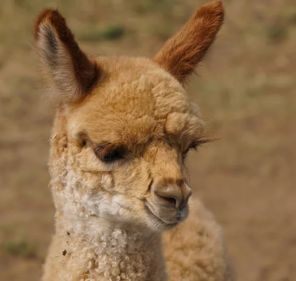 Close up of the beautiful face of a red headed alpaca baby.