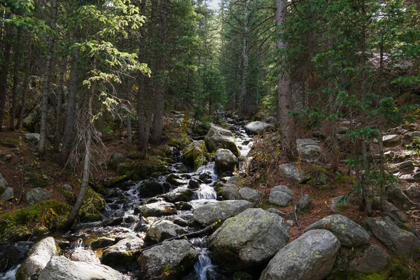 Ein Lieblicher Gebirgsbach Springt Die Felsen Hinunter Durch Einen Dichten — Stockfoto