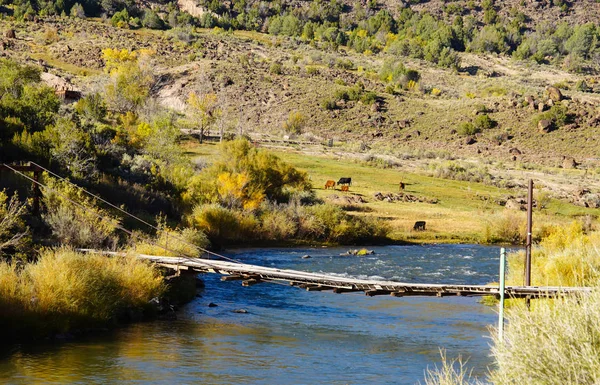 一座年久失修的桥仍横跨河流下游 而牲畜则在草堤上吃草 — 图库照片