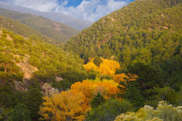 秋の色は サンタフェの外の山の緑の森で鮮やかに表示されます — ストック写真