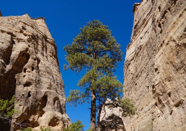 A large pine tree growing between the imposing sandstone walls in the entry of Tent Rocks clipart