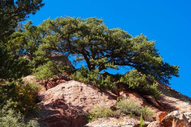 Büyük, güzel şekilli bir çam ağacı kızıl kayalık arazide büyüdü ve arkasında parlak mavi gökyüzü ile daha da iyi görünüyor..