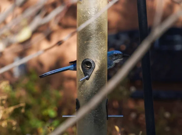 Ayçekirdeği Dolu Bir Kuş Yemliği Arkasında Saklanan Kameraya Bakan Sevimli — Stok fotoğraf
